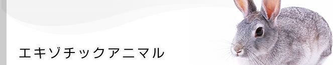 エキゾチックアニマル