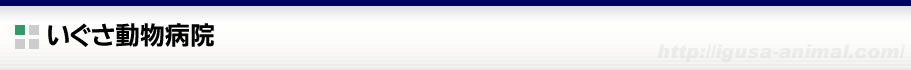 1分でわかるいぐさ動物病院